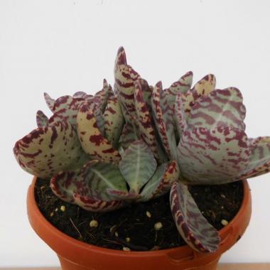 Kalanchoe humilis